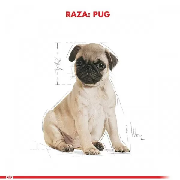 Cachorro Pug Junior Alimento Para Perro>Royal Canin Online